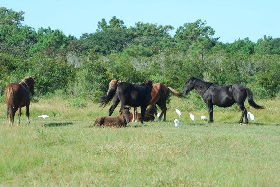 Corolla Wild Horse Fund Museum and Store